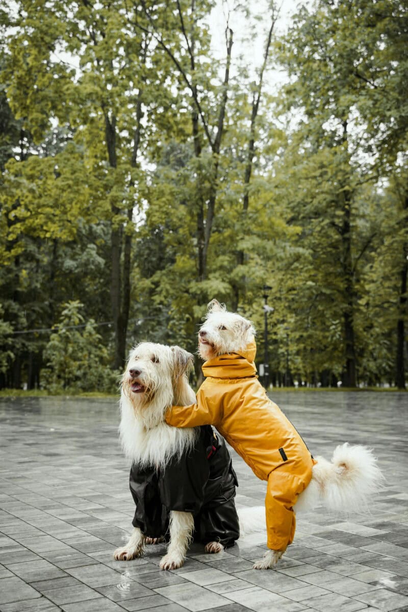 The 2024 Ultimate Luxury Pet Accessory Gift Guide: Best Gifts For Dogs And Dog Lovers Who Pamper Their Furry Friends 4 Daily Mom, Magazine For Families