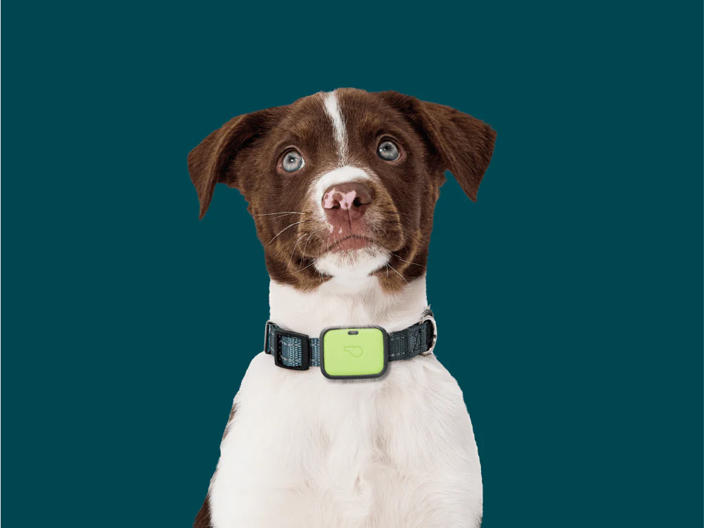 The 2024 Ultimate Luxury Pet Accessory Gift Guide: Best Gifts For Dogs And Dog Lovers Who Pamper Their Furry Friends 9 Daily Mom, Magazine For Families