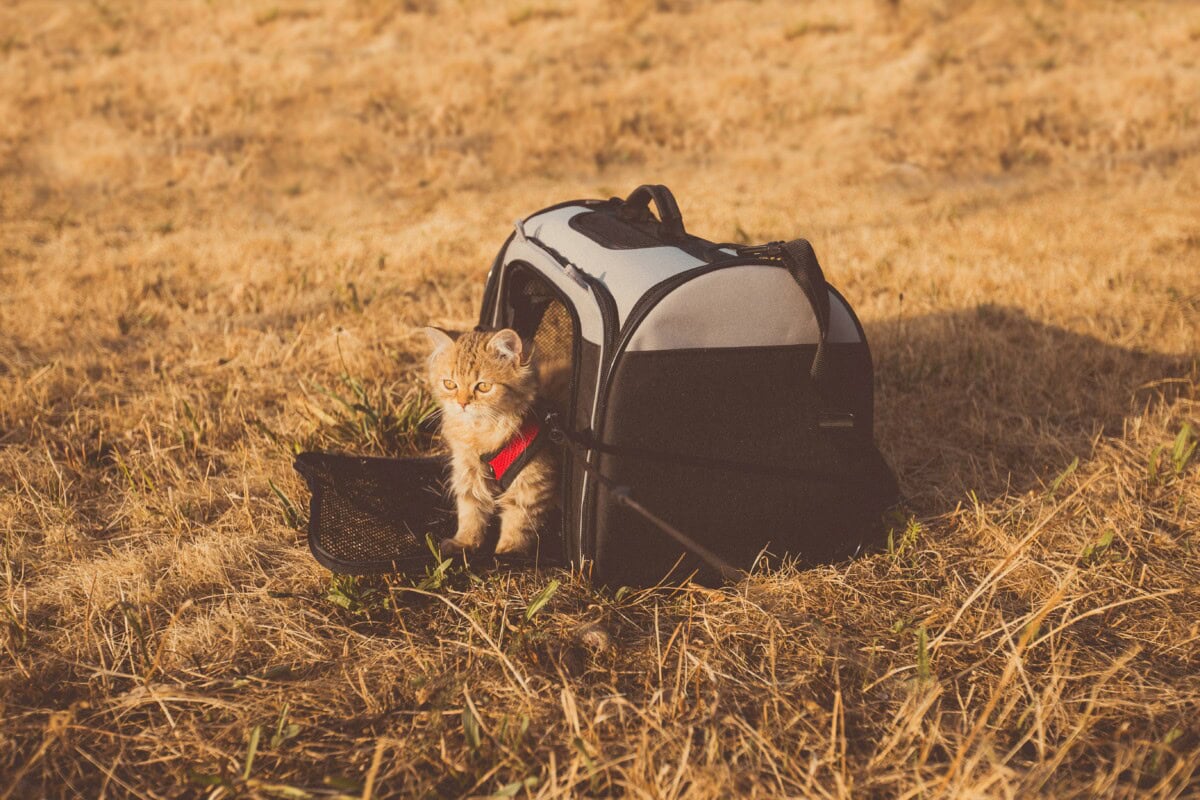 Vacationing with Pets: The Best Dog-Friendly Vacation Destinations 4 Daily Mom, Magazine for Families Vacationing With Pets: The Best Dog-Friendly Vacation Destinations 2 Daily Mom, Magazine For Families