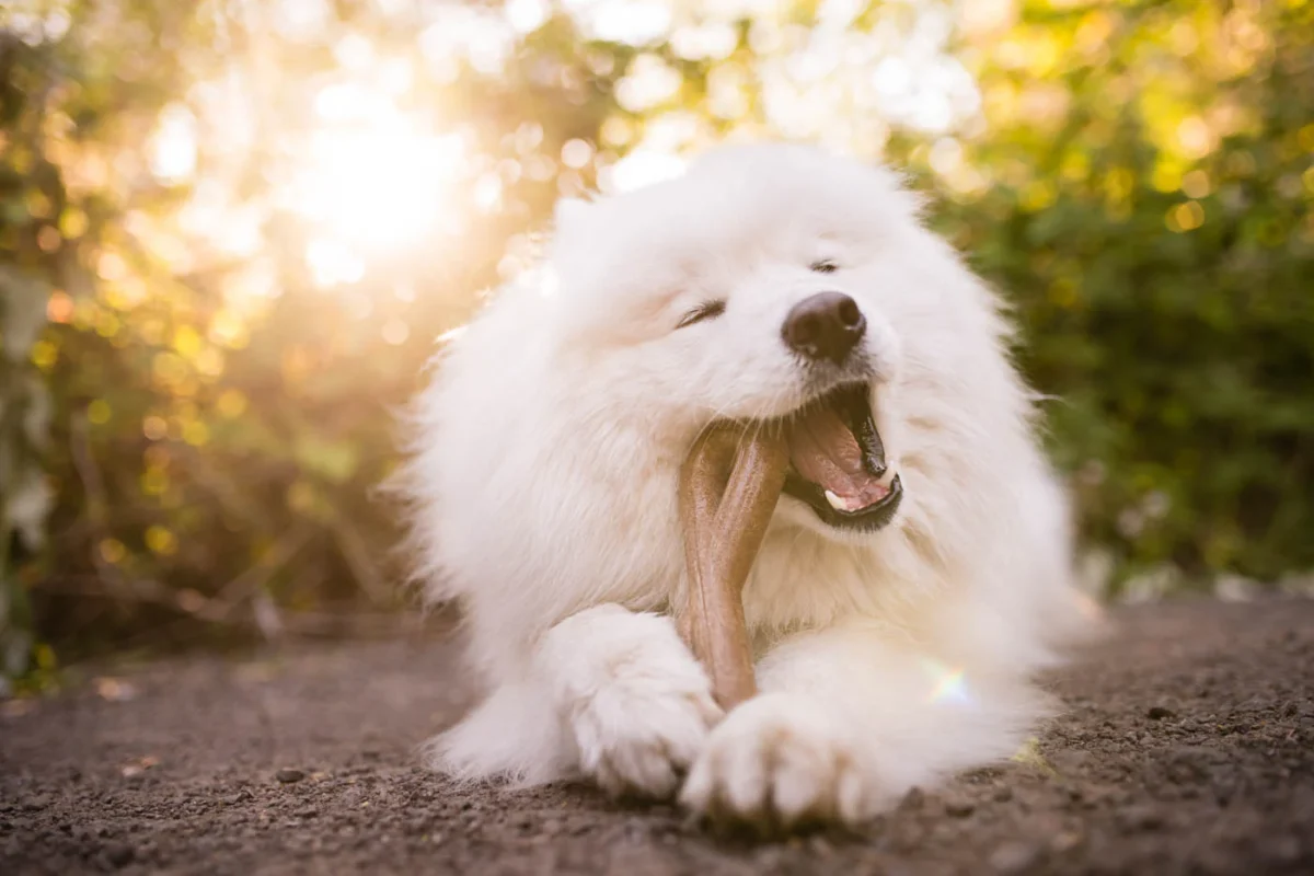 Popular Pet Supplies: The Best Dog And Cat Accessories And Products Trending In Pet Care 11 Daily Mom, Magazine For Families