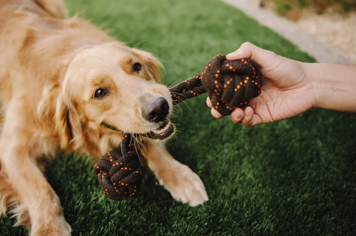 Popular Pet Supplies: The Best Dog And Cat Accessories And Products Trending In Pet Care 12 Daily Mom, Magazine For Families
