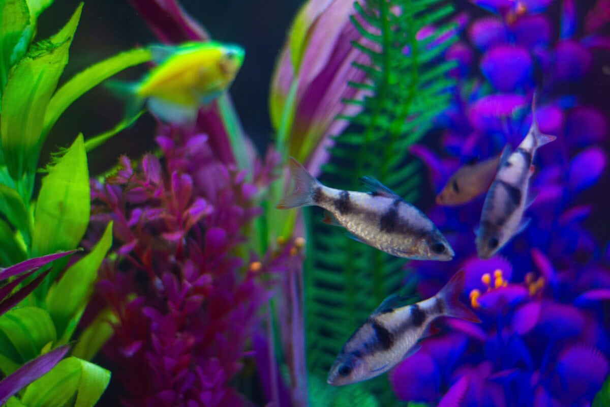 10 Creative Ideas for Decorating Your Fish Tank: Transform Your Aquarium into a Stunning Underwater World 5 Daily Mom, Magazine for Families 10 Creative Ideas For Decorating Your Fish Tank: Transform Your Aquarium Into A Stunning Underwater World 4 Daily Mom, Magazine For Families