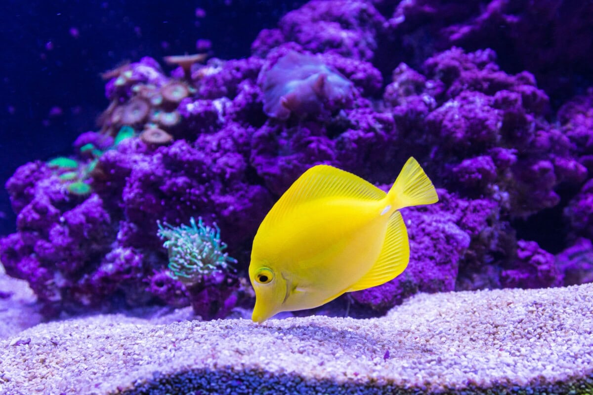 10 Creative Ideas for Decorating Your Fish Tank: Transform Your Aquarium into a Stunning Underwater World 1 Daily Mom, Magazine for Families Ideas For Decorating Fish Tank