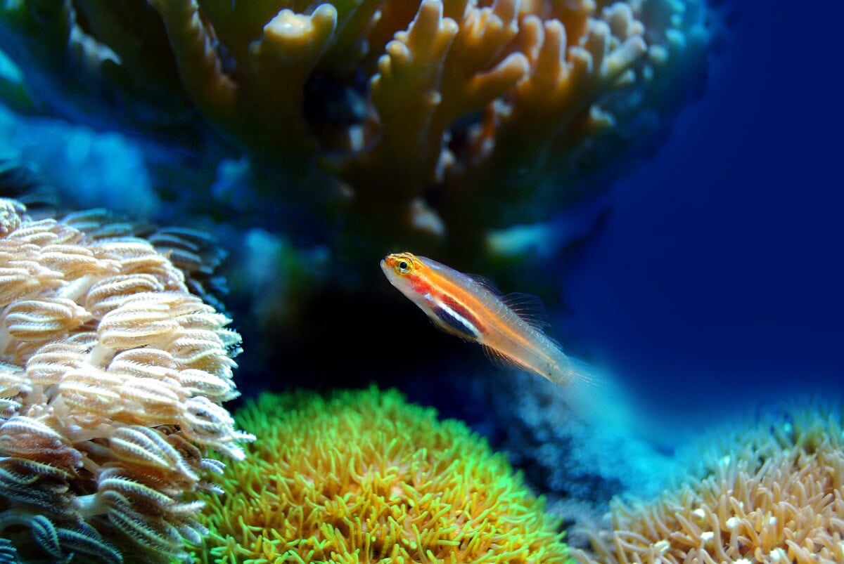 10 Creative Ideas for Decorating Your Fish Tank: Transform Your Aquarium into a Stunning Underwater World 3 Daily Mom, Magazine for Families 10 Creative Ideas For Decorating Your Fish Tank: Transform Your Aquarium Into A Stunning Underwater World 2 Daily Mom, Magazine For Families