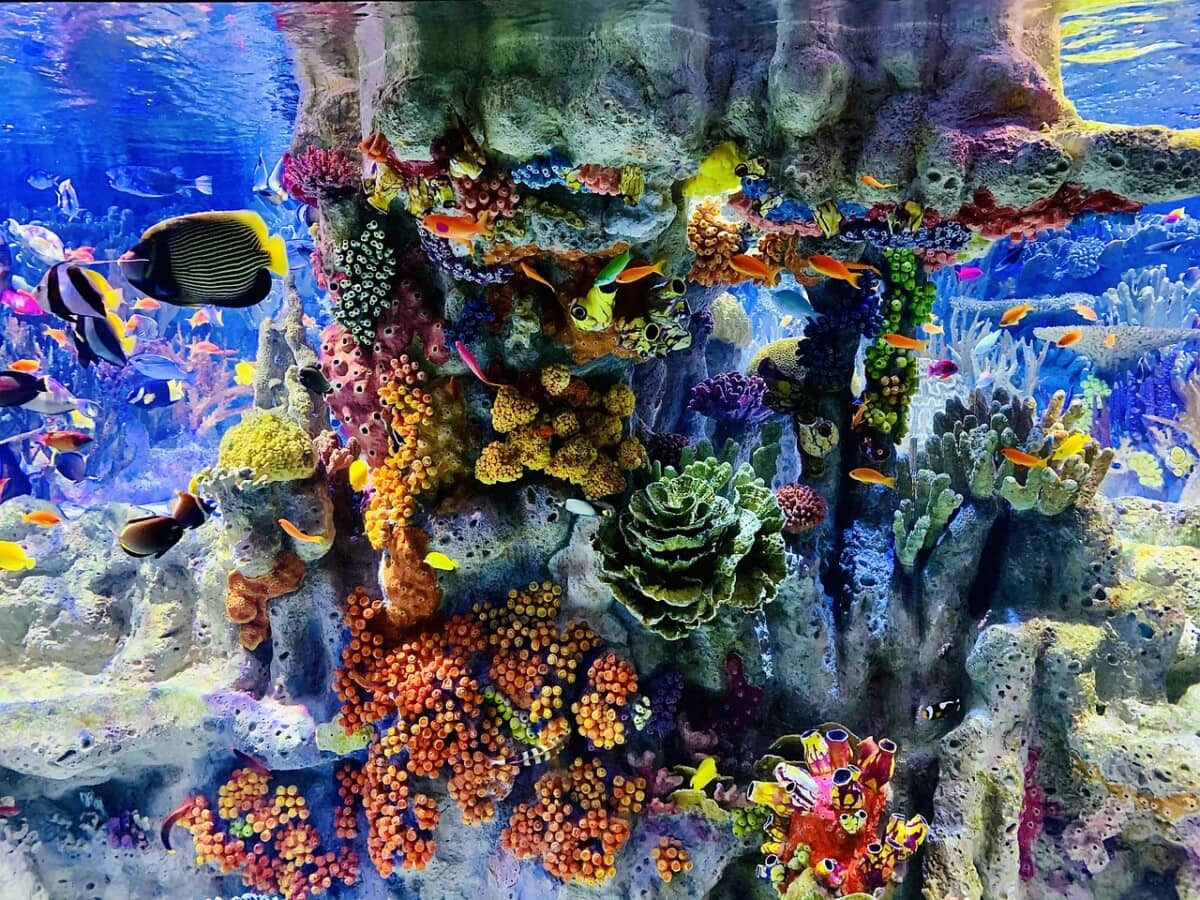 10 Creative Ideas for Decorating Your Fish Tank: Transform Your Aquarium into a Stunning Underwater World 4 Daily Mom, Magazine for Families 10 Creative Ideas For Decorating Your Fish Tank: Transform Your Aquarium Into A Stunning Underwater World 3 Daily Mom, Magazine For Families