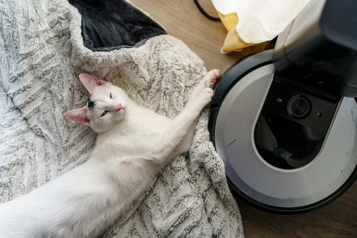 How to Keep a Clean House with Cats: Tips for Cat Owners 2 Daily Mom, Magazine for Families Daily-Mom-Parent-Portal-Clean House With Cat