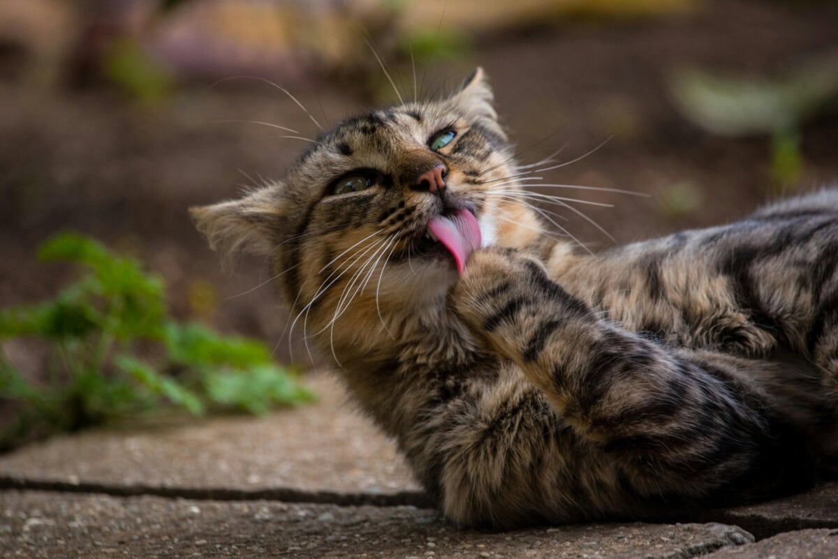 How to Keep a Clean House with Cats: Tips for Cat Owners 1 Daily Mom, Magazine for Families Daily-Mom-Parent-Portal-Clean House With Cat