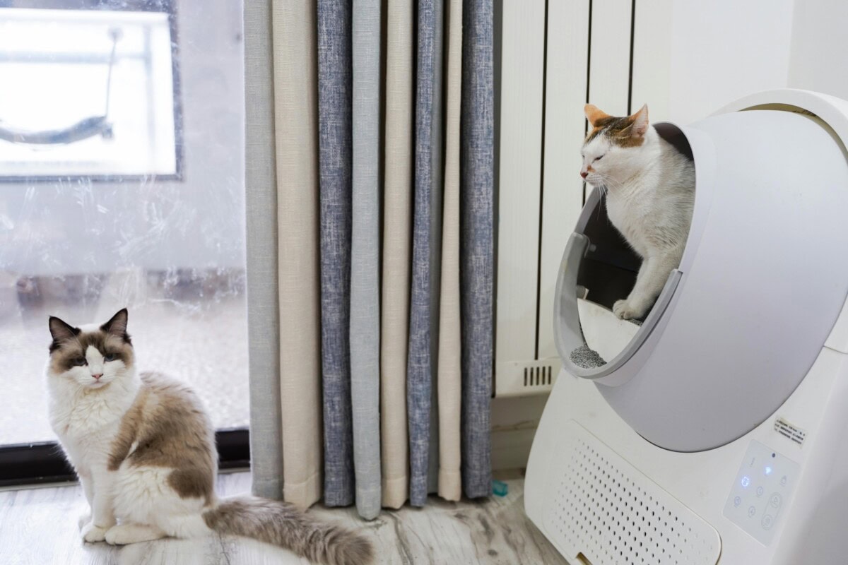 How to Keep a Clean House with Cats: Tips for Cat Owners 4 Daily Mom, Magazine for Families Daily-Mom-Parent-Portal-Clean House With Cat