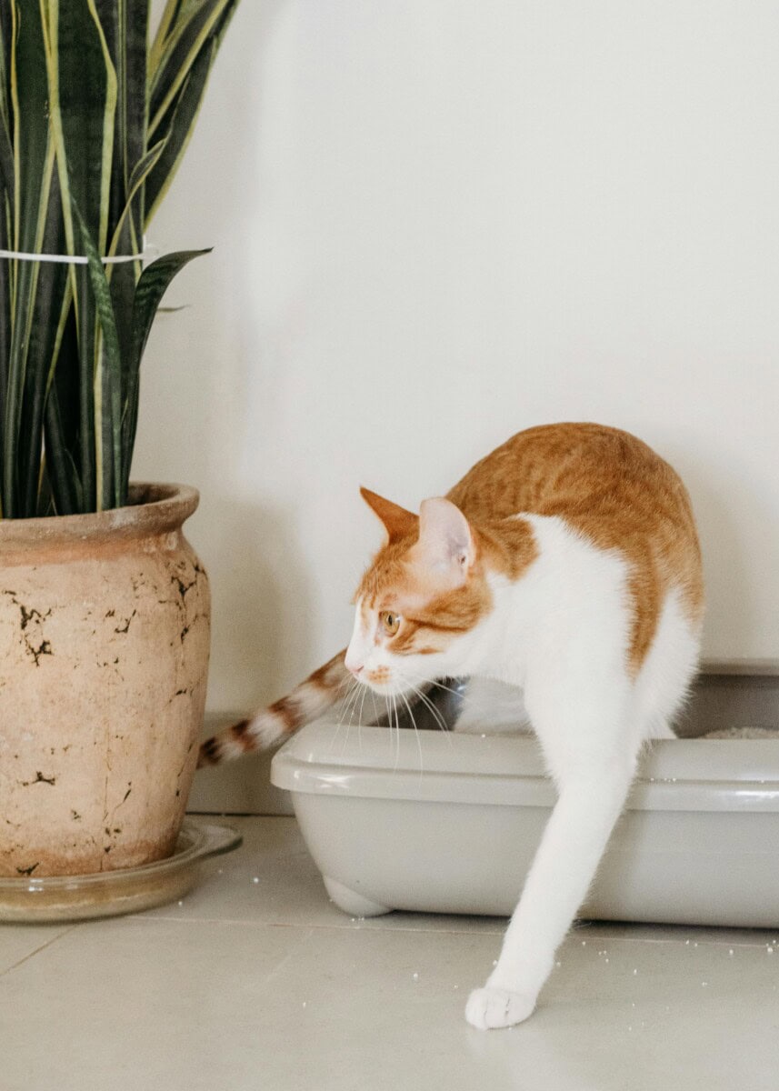 How to Keep a Clean House with Cats: Tips for Cat Owners 3 Daily Mom, Magazine for Families Daily-Mom-Parent-Portal-Clean House With Cat