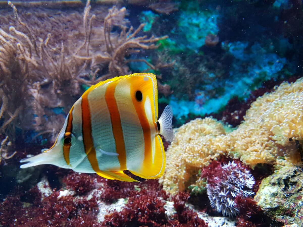 10 Creative Ideas for Decorating Your Fish Tank: Transform Your Aquarium into a Stunning Underwater World 2 Daily Mom, Magazine for Families 10 Creative Ideas For Decorating Your Fish Tank: Transform Your Aquarium Into A Stunning Underwater World 1 Daily Mom, Magazine For Families