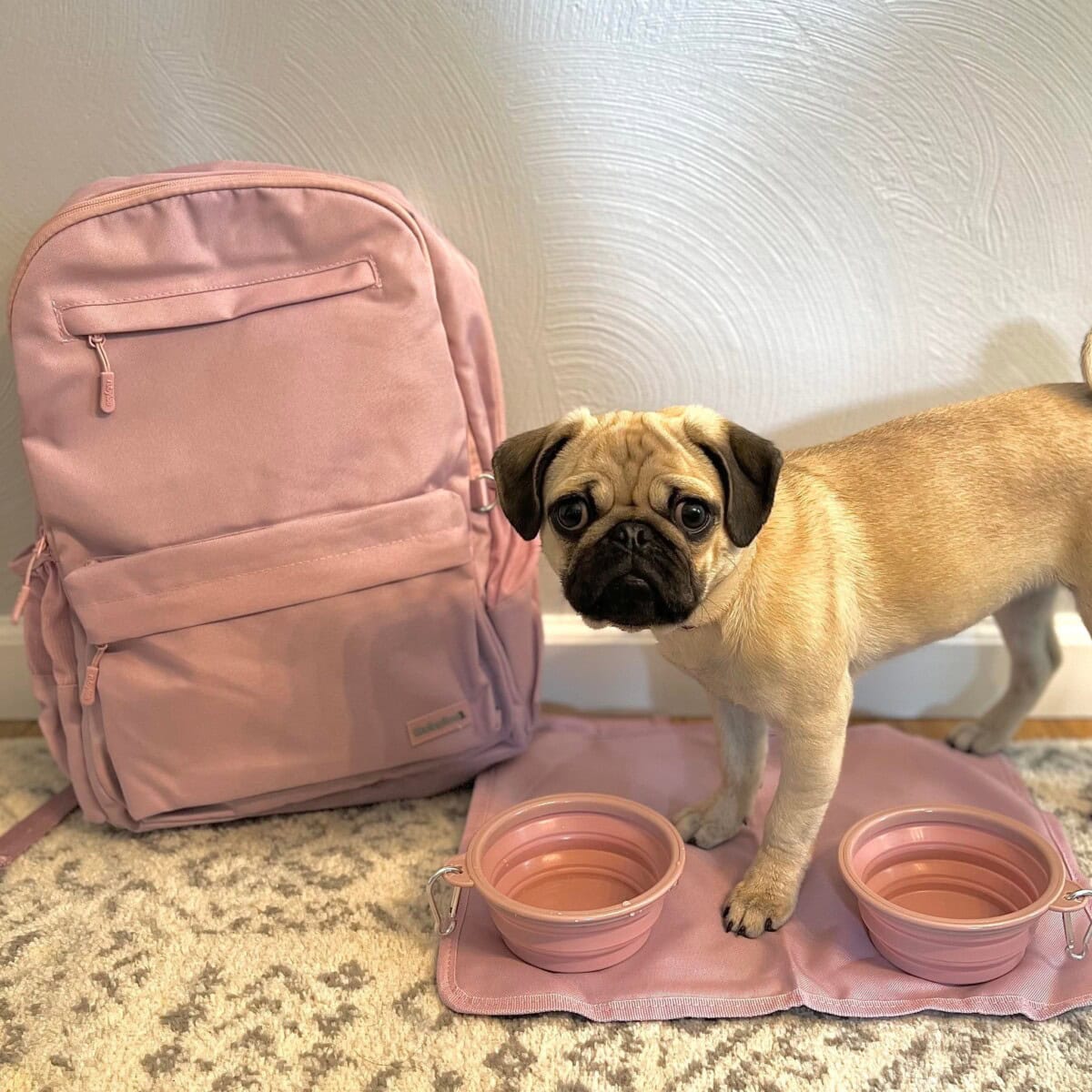 Popular Pet Supplies: The Best Dog And Cat Accessories And Products Trending In Pet Care 16 Daily Mom, Magazine For Families