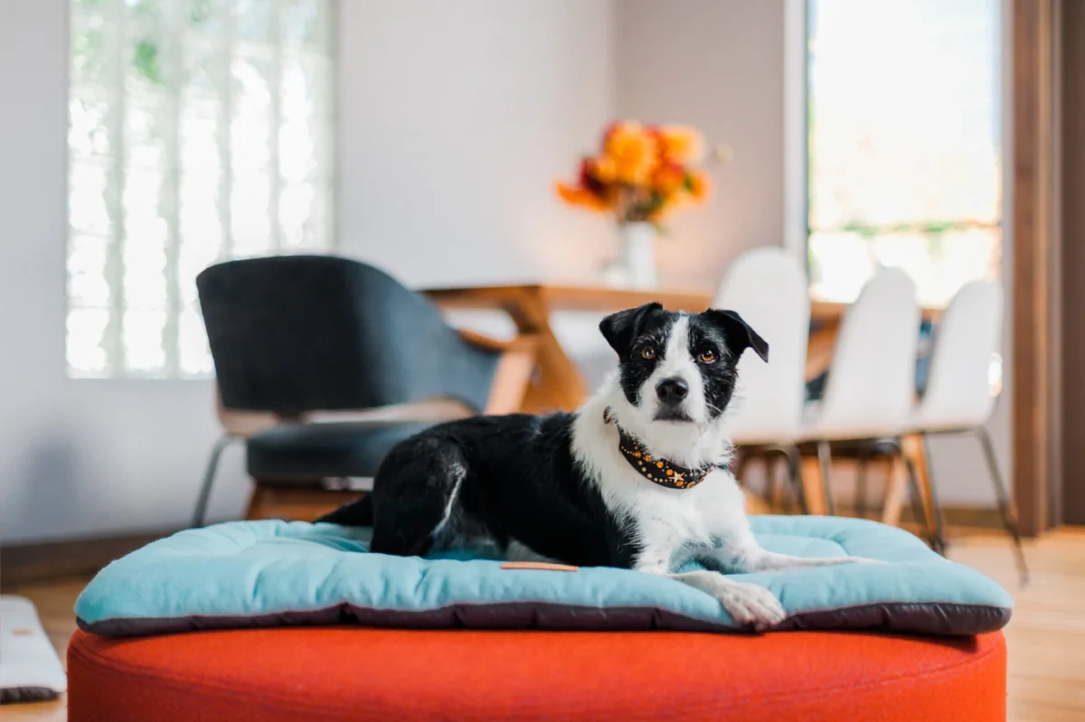 Popular Pet Supplies: The Best Dog And Cat Accessories And Products Trending In Pet Care 10 Daily Mom, Magazine For Families