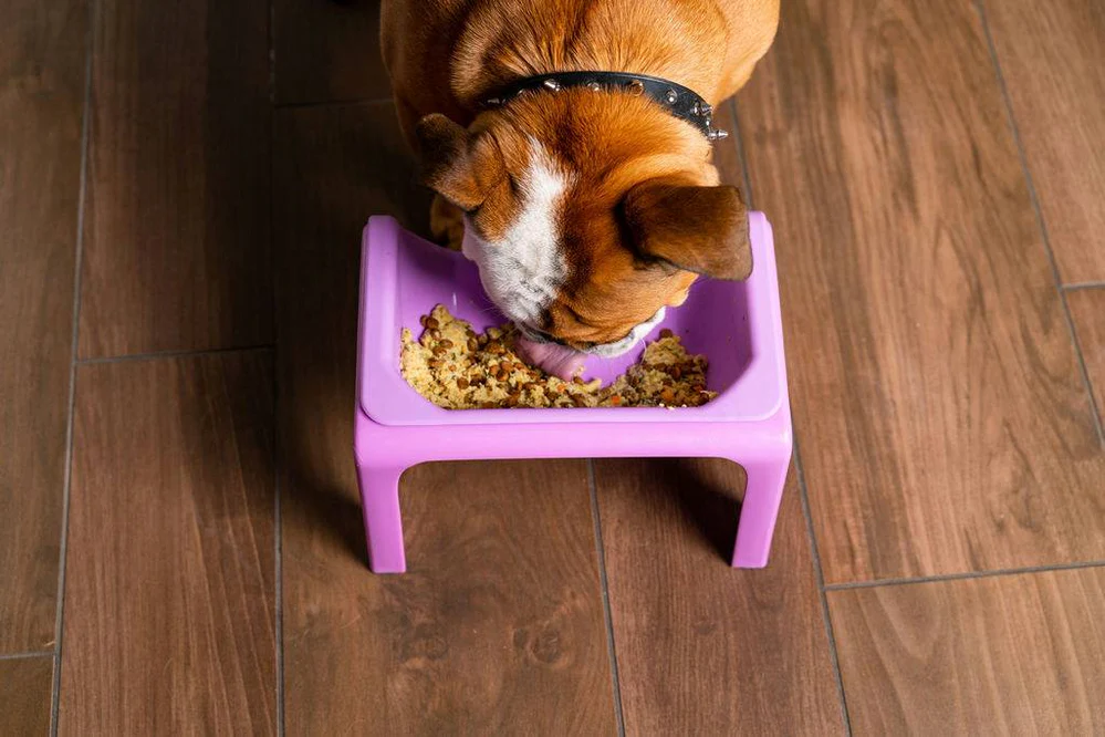 Popular Pet Supplies: The Best Dog And Cat Accessories And Products Trending In Pet Care 20 Daily Mom, Magazine For Families