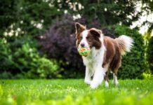 How to Achieve a Healthy Dog Weight: Tips for Maintaining a Healthy Weight for Your Pet