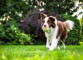 How to Achieve a Healthy Dog Weight: Tips for Maintaining a Healthy Weight for Your Pet