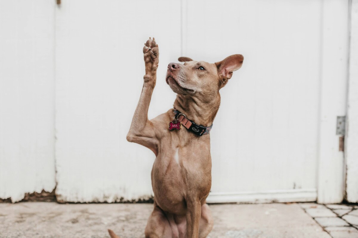 How To Achieve A Healthy Dog Weight: Tips For Maintaining A Healthy Weight For Your Pet 3 Daily Mom, Magazine For Families