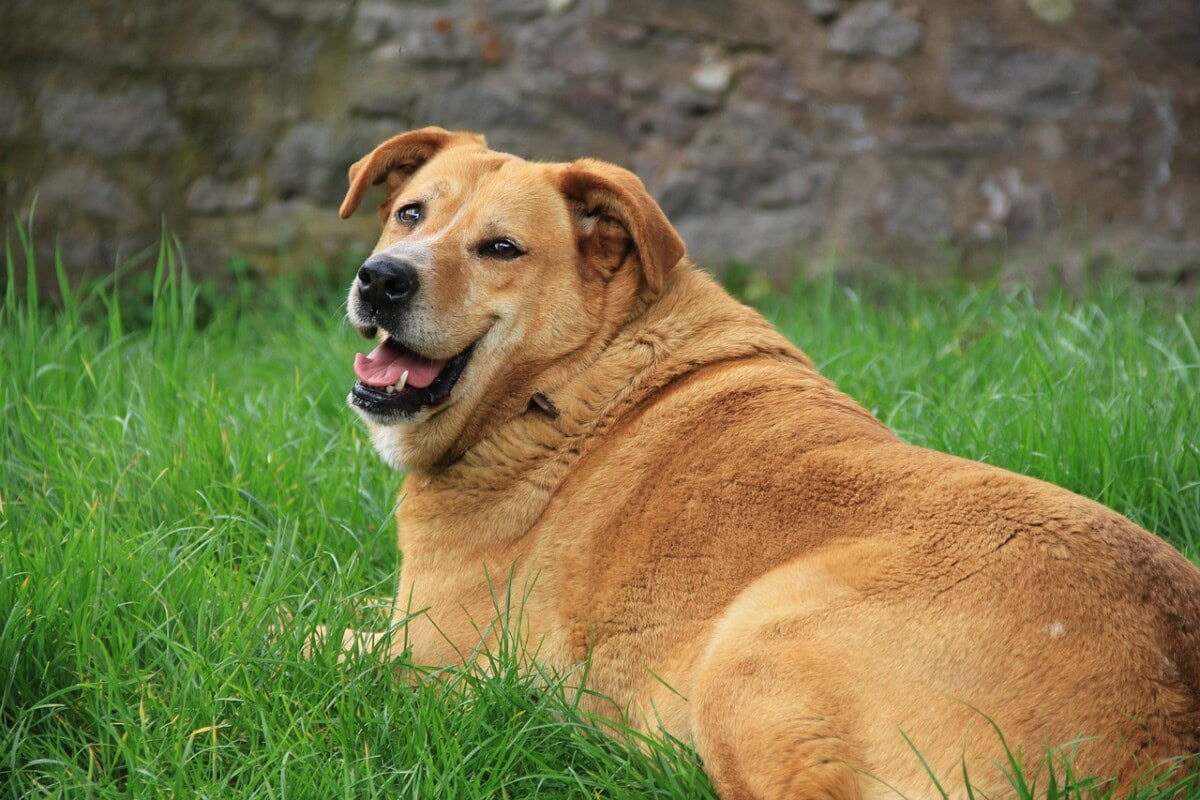 How To Achieve A Healthy Dog Weight: Tips For Maintaining A Healthy Weight For Your Pet 4 Daily Mom, Magazine For Families