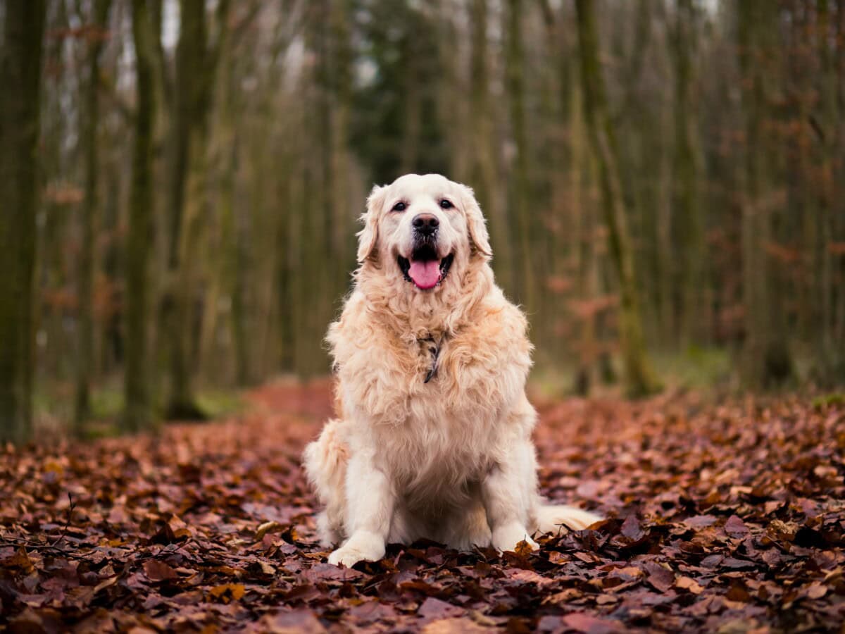 How To Achieve A Healthy Dog Weight: Tips For Maintaining A Healthy Weight For Your Pet 1 Daily Mom, Magazine For Families
