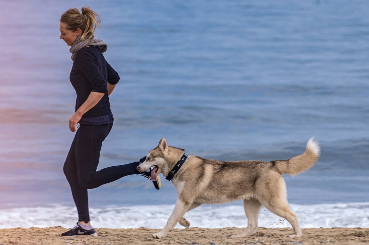 How To Achieve A Healthy Dog Weight: Tips For Maintaining A Healthy Weight For Your Pet 2 Daily Mom, Magazine For Families