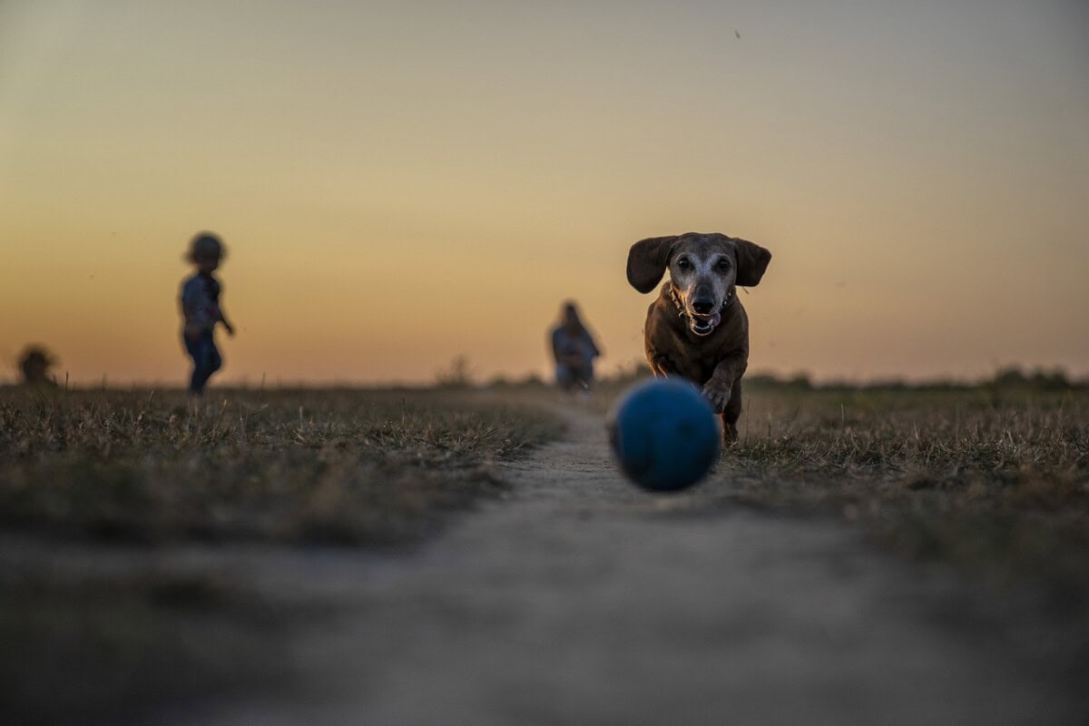 How To Achieve A Healthy Dog Weight: Tips For Maintaining A Healthy Weight For Your Pet 5 Daily Mom, Magazine For Families