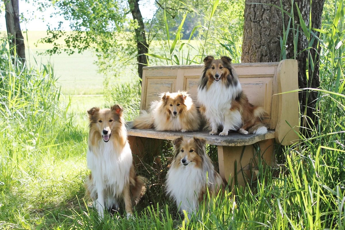 Best Family Dog Breeds Every Family Should Consider Bringing Home as the Perfect Pet 7 Daily Mom, Magazine for Families Best Family Dog Breeds Every Family Should Consider Bringing Home As The Perfect Pet 7 Daily Mom, Magazine For Families