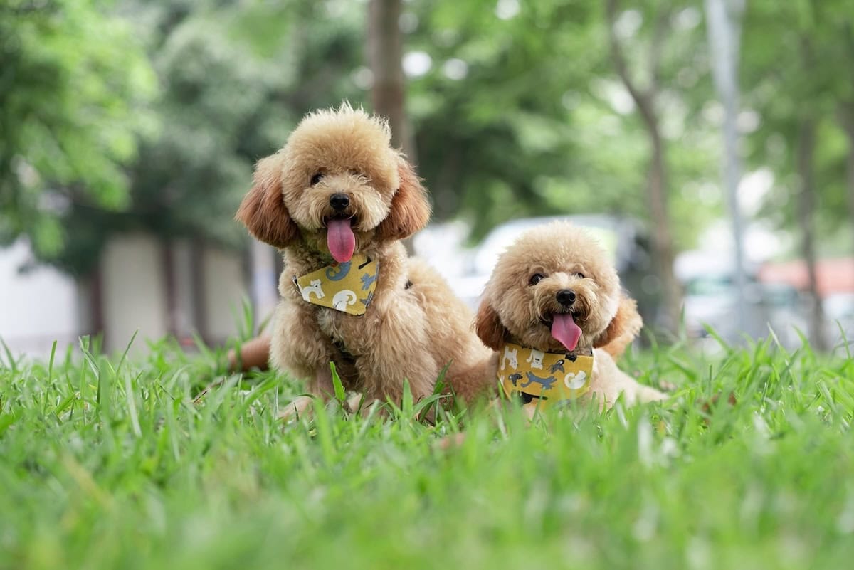 Best Family Dog Breeds Every Family Should Consider Bringing Home as the Perfect Pet 9 Daily Mom, Magazine for Families Best Family Dog Breeds Every Family Should Consider Bringing Home As The Perfect Pet 9 Daily Mom, Magazine For Families