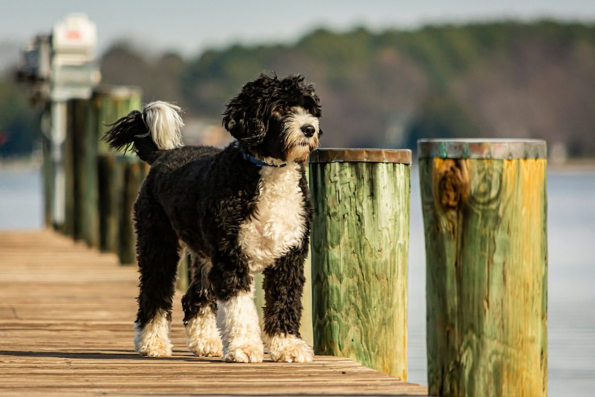Best Family Dog Breeds Every Family Should Consider Bringing Home as the Perfect Pet 3 Daily Mom, Magazine for Families Best Family Dog Breeds Every Family Should Consider Bringing Home As The Perfect Pet 3 Daily Mom, Magazine For Families