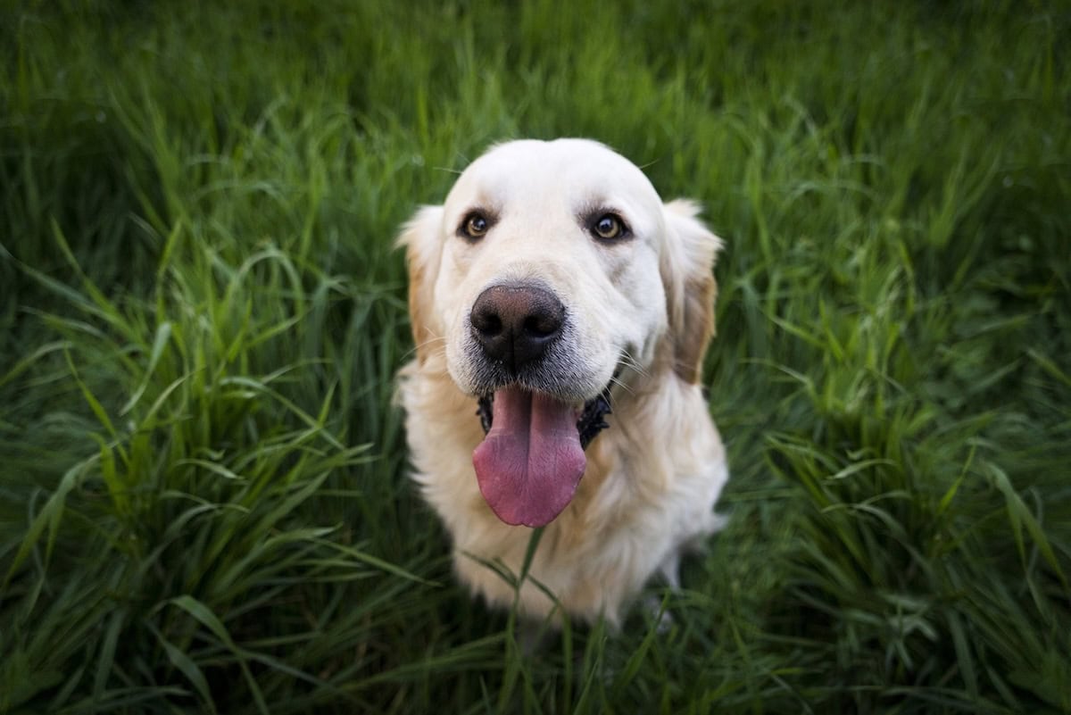 Best Family Dog Breeds Every Family Should Consider Bringing Home as the Perfect Pet 1 Daily Mom, Magazine for Families Best Family Dog Breeds Every Family Should Consider Bringing Home As The Perfect Pet 1 Daily Mom, Magazine For Families