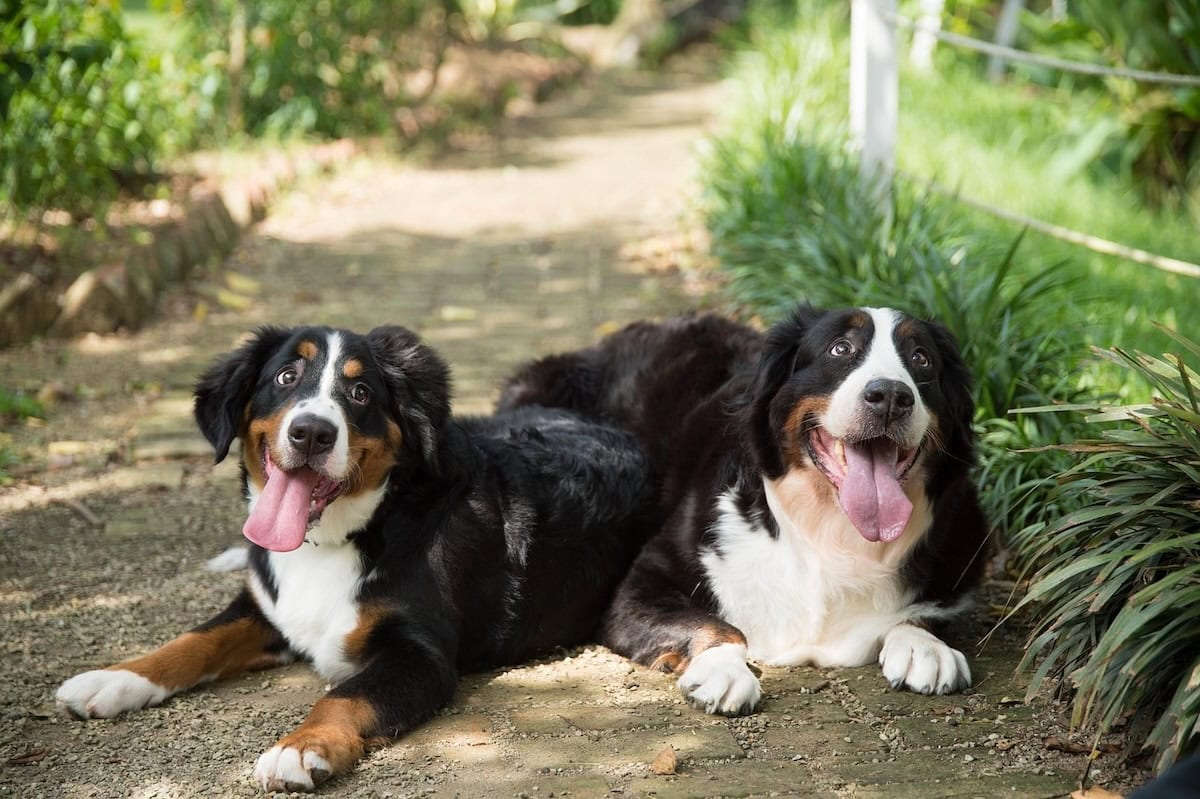 Best Family Dog Breeds Every Family Should Consider Bringing Home as the Perfect Pet 2 Daily Mom, Magazine for Families Best Family Dog Breeds Every Family Should Consider Bringing Home As The Perfect Pet 2 Daily Mom, Magazine For Families