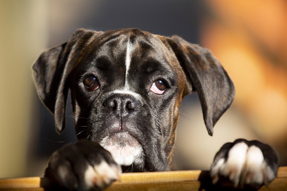 Best Family Dog Breeds Every Family Should Consider Bringing Home as the Perfect Pet 6 Daily Mom, Magazine for Families Best Family Dog Breeds Every Family Should Consider Bringing Home As The Perfect Pet 6 Daily Mom, Magazine For Families