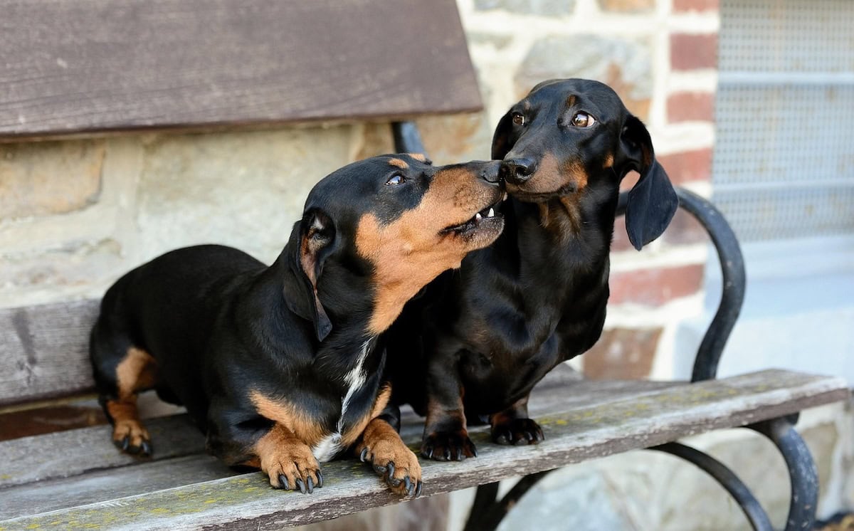Best Family Dog Breeds Every Family Should Consider Bringing Home as the Perfect Pet 10 Daily Mom, Magazine for Families Best Family Dog Breeds Every Family Should Consider Bringing Home As The Perfect Pet 10 Daily Mom, Magazine For Families