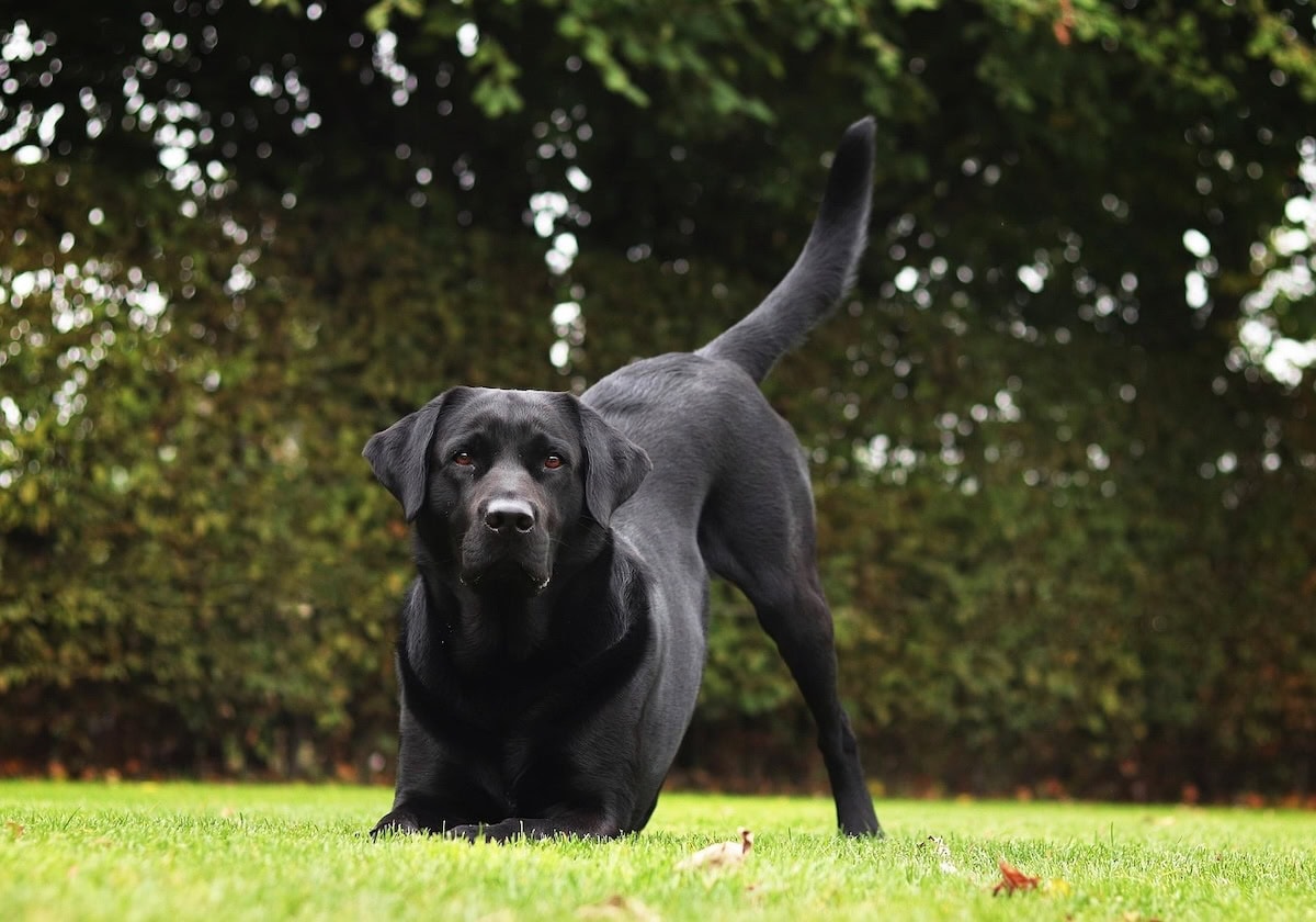 Best Family Dog Breeds Every Family Should Consider Bringing Home as the Perfect Pet 4 Daily Mom, Magazine for Families Best Family Dog Breeds Every Family Should Consider Bringing Home As The Perfect Pet 4 Daily Mom, Magazine For Families