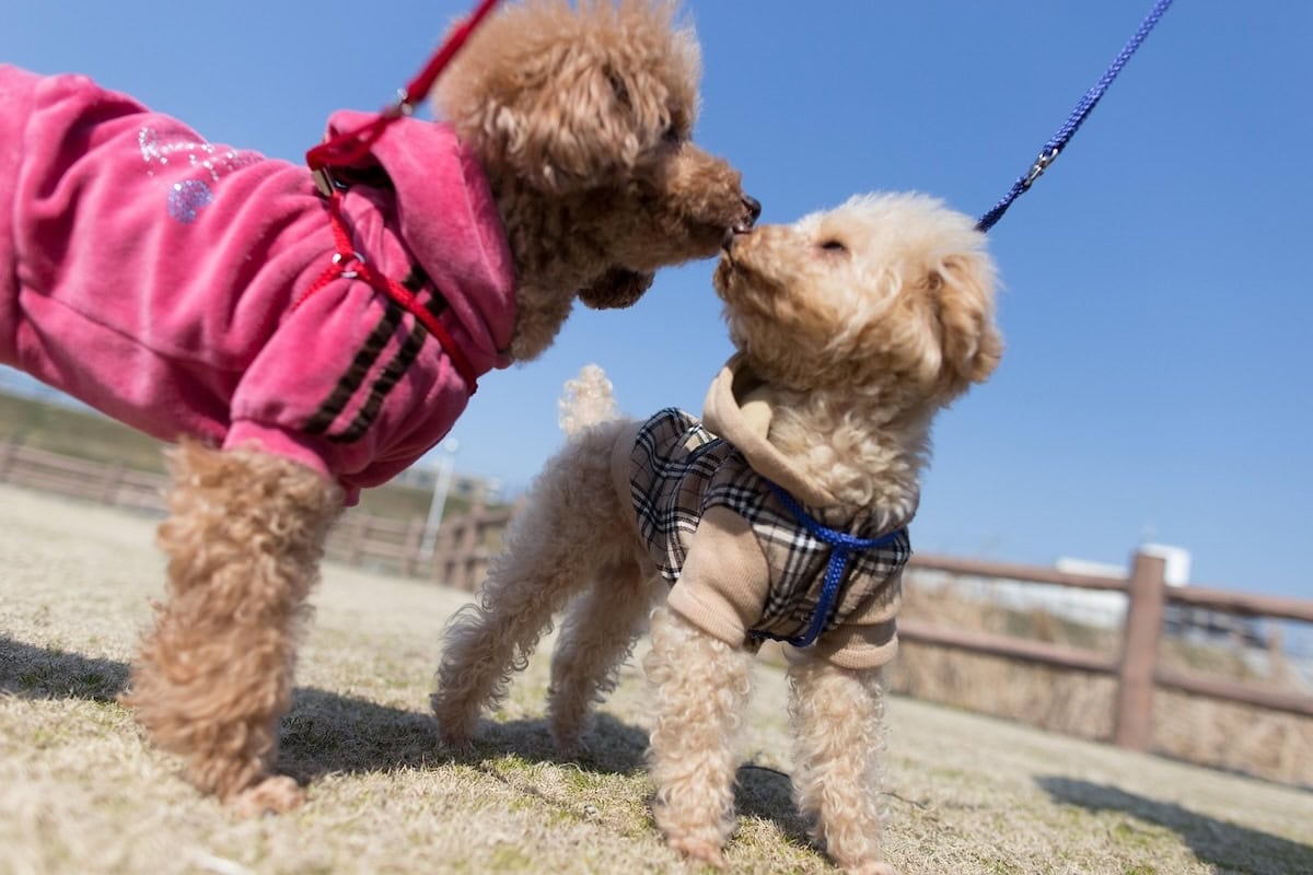 Best Family Dog Breeds Every Family Should Consider Bringing Home as the Perfect Pet 15 Daily Mom, Magazine for Families Best Family Dog Breeds Every Family Should Consider Bringing Home As The Perfect Pet 15 Daily Mom, Magazine For Families