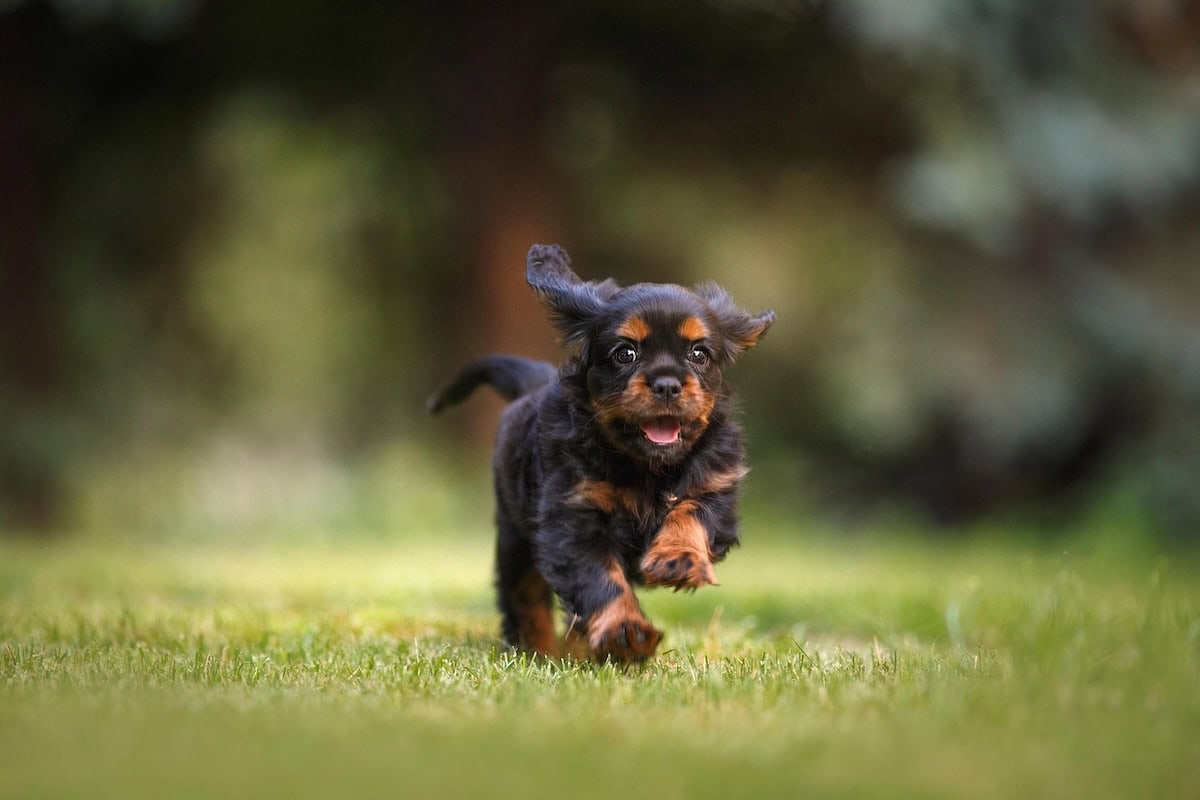 Best Family Dog Breeds Every Family Should Consider Bringing Home as the Perfect Pet 14 Daily Mom, Magazine for Families Best Family Dog Breeds Every Family Should Consider Bringing Home As The Perfect Pet 14 Daily Mom, Magazine For Families