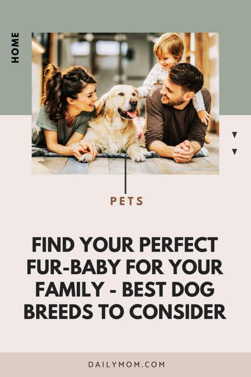 Best Family Dog Breeds Every Family Should Consider Bringing Home as the Perfect Pet 17 Daily Mom, Magazine for Families Best Family Dog Breeds Every Family Should Consider Bringing Home As The Perfect Pet 17 Daily Mom, Magazine For Families