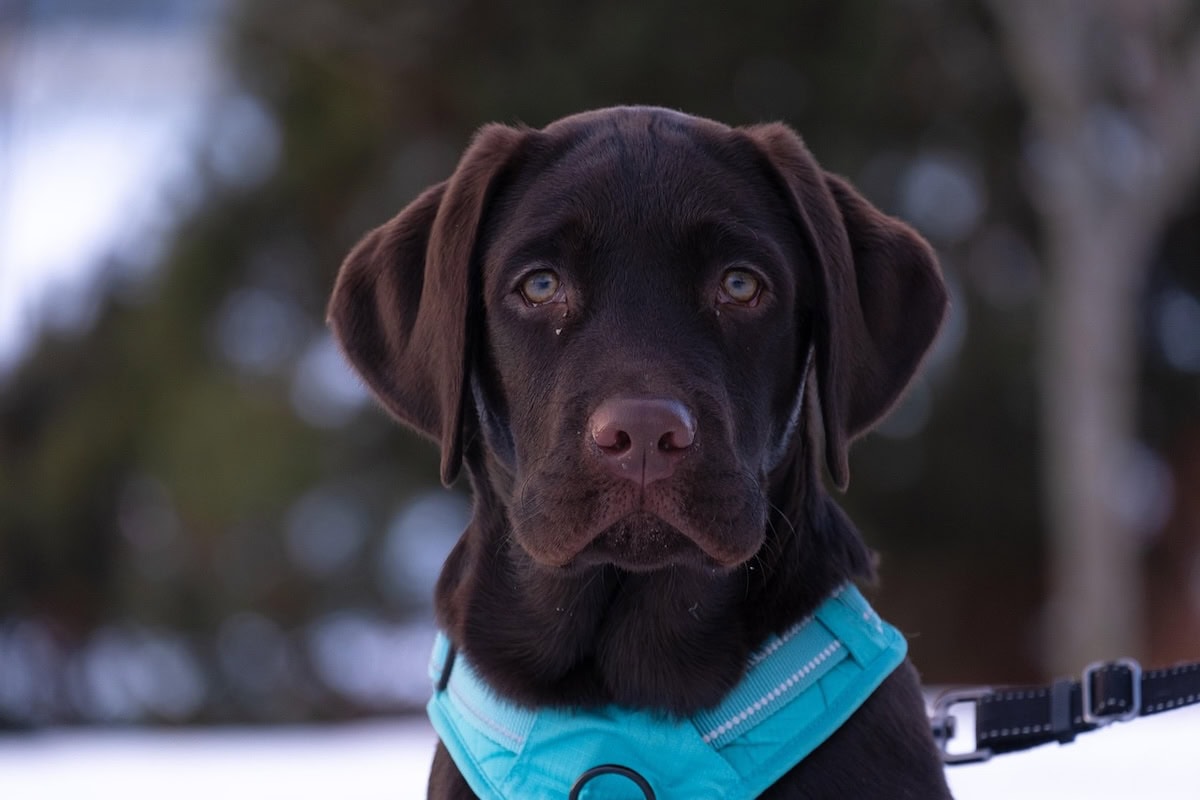 Best Family Dog Breeds Every Family Should Consider Bringing Home as the Perfect Pet 5 Daily Mom, Magazine for Families Best Family Dog Breeds Every Family Should Consider Bringing Home As The Perfect Pet 5 Daily Mom, Magazine For Families