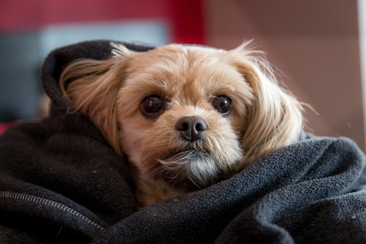 Best Family Dog Breeds Every Family Should Consider Bringing Home as the Perfect Pet 12 Daily Mom, Magazine for Families Best Family Dog Breeds Every Family Should Consider Bringing Home As The Perfect Pet 12 Daily Mom, Magazine For Families