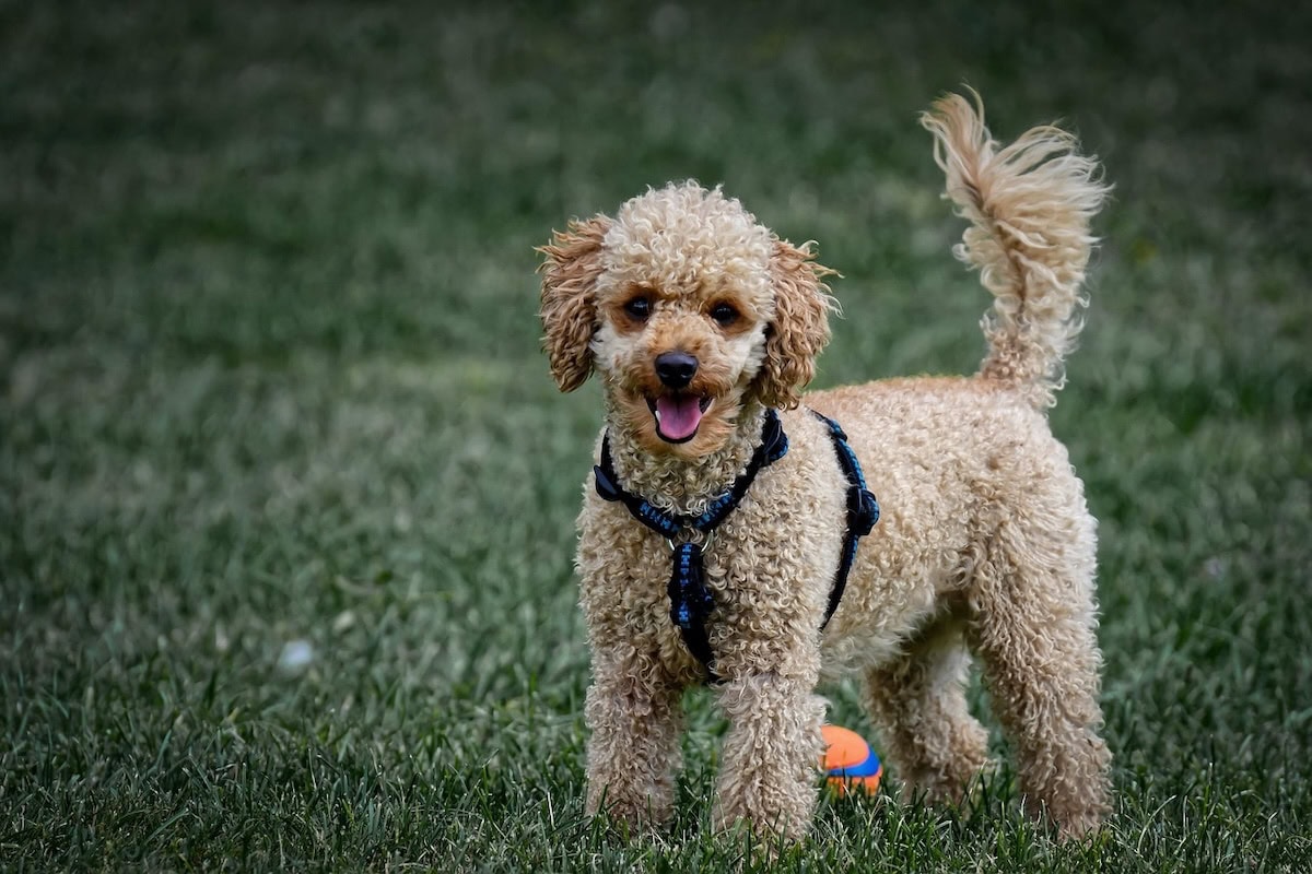 Best Family Dog Breeds Every Family Should Consider Bringing Home as the Perfect Pet 8 Daily Mom, Magazine for Families Best Family Dog Breeds Every Family Should Consider Bringing Home As The Perfect Pet 8 Daily Mom, Magazine For Families