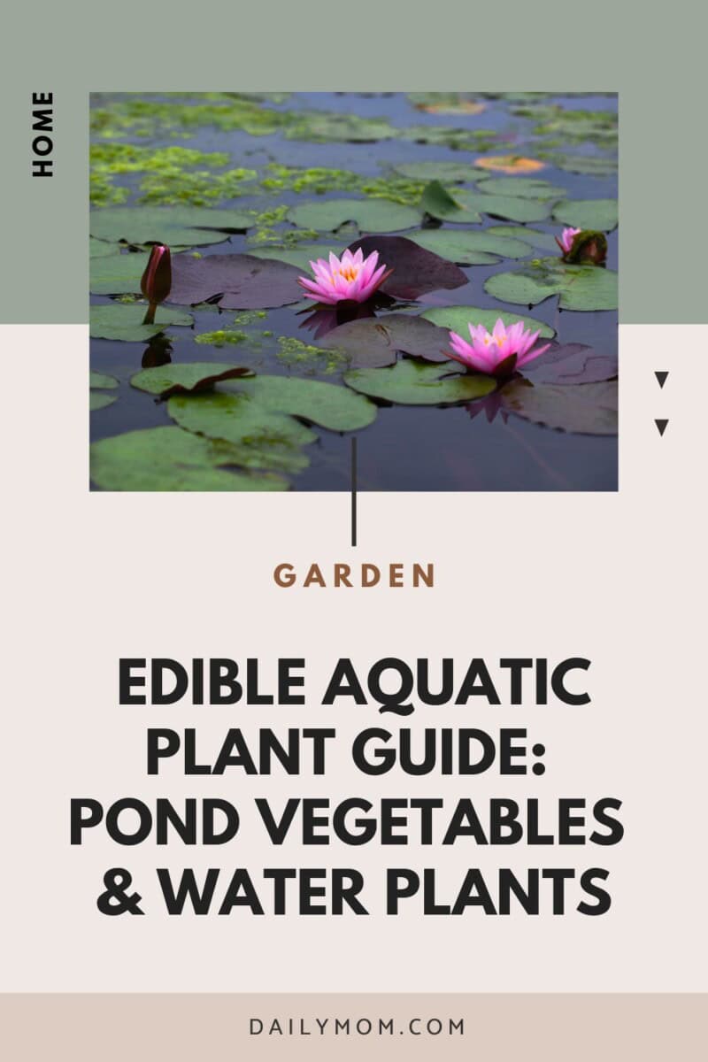 Edible Aquatic Plant Guide: Pond Vegetables &Amp; Water Plants 4 Daily Mom, Magazine For Families