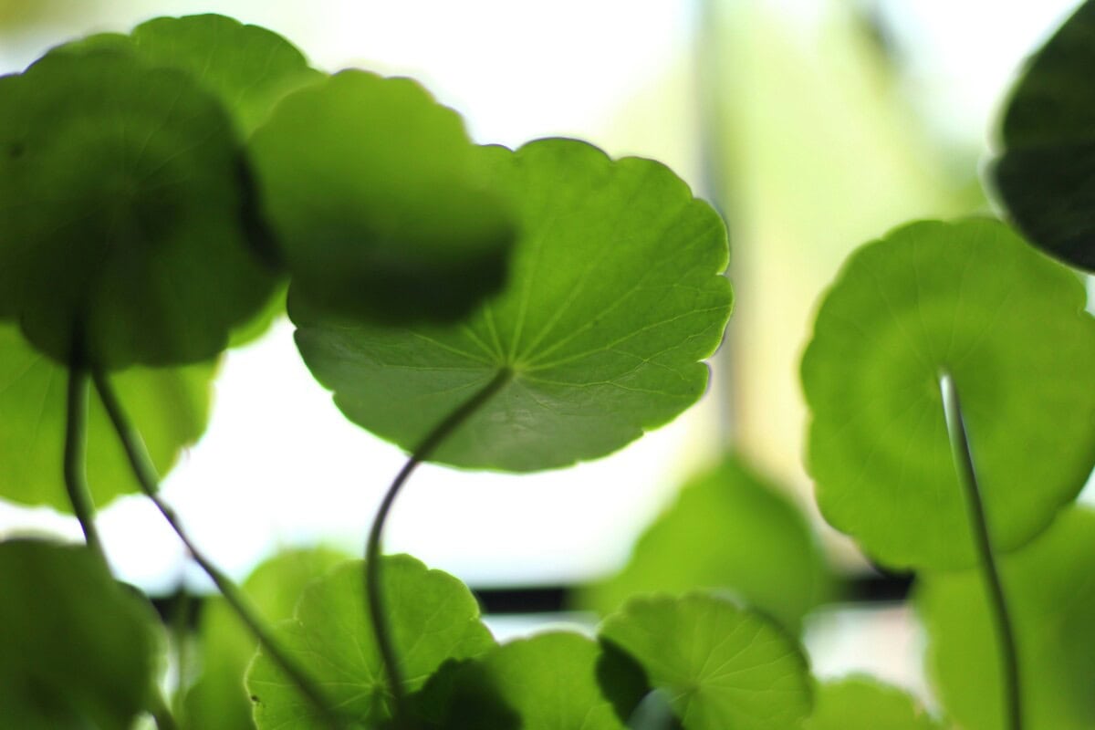 Edible Aquatic Plant Guide: Pond Vegetables &Amp; Water Plants 3 Daily Mom, Magazine For Families