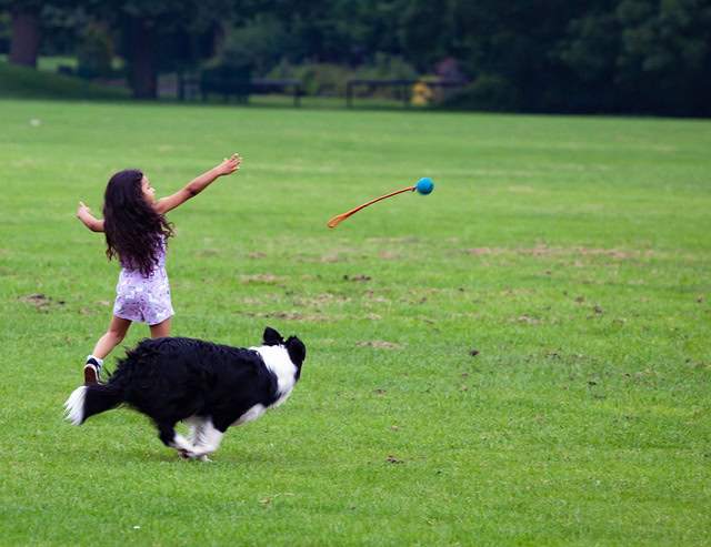 Caring Of Pets
