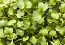Edible Aquatic Plant Guide: Pond Vegetables & Water Plants