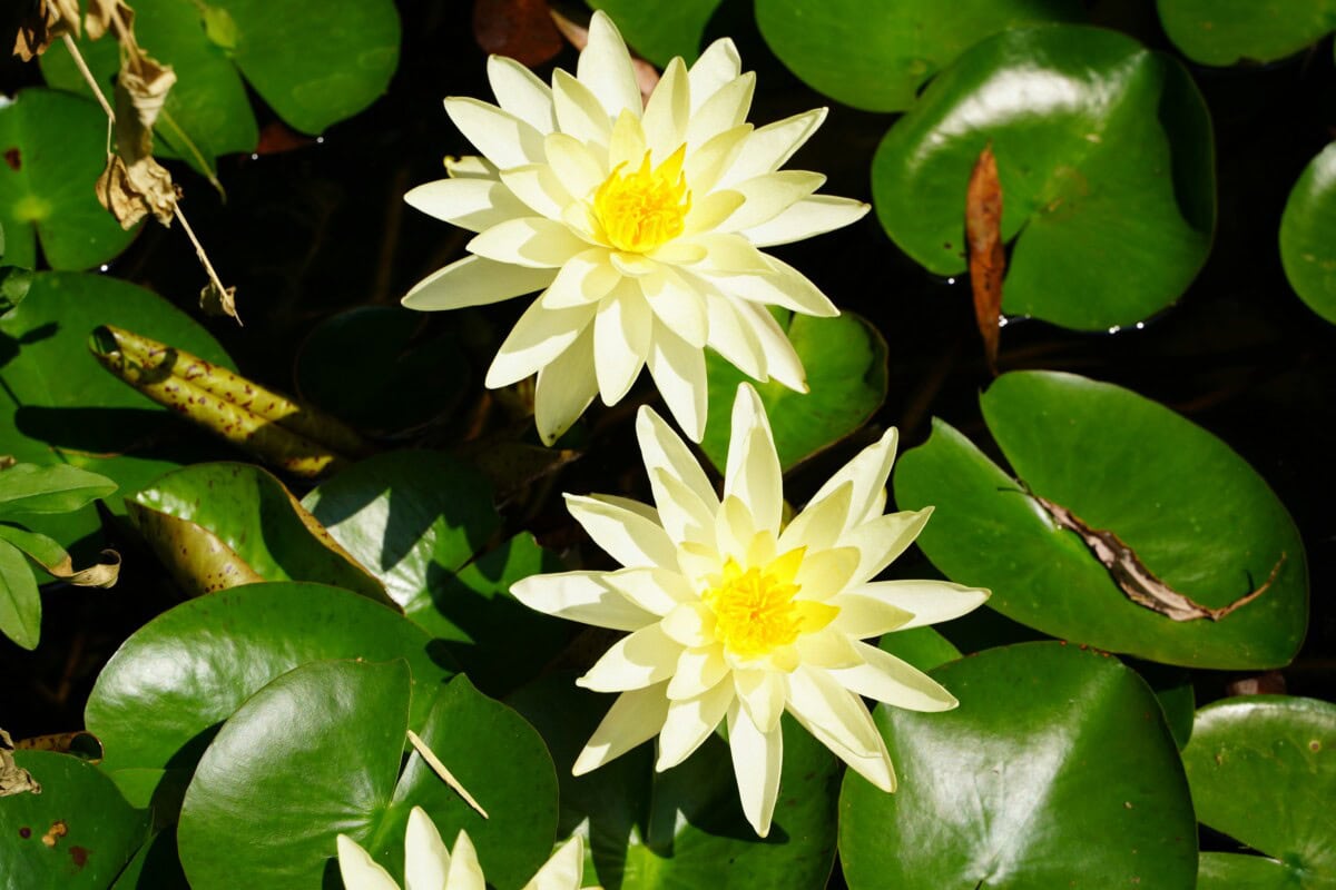 Aquatic Edible Plants