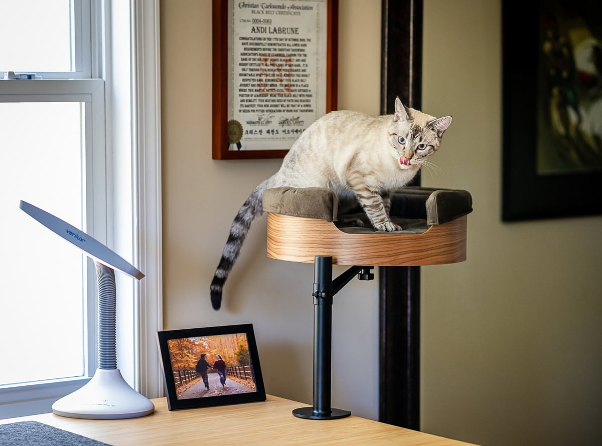 Popular Pet Supplies: The Best Dog And Cat Accessories And Products Trending In Pet Care 4 Daily Mom, Magazine For Families