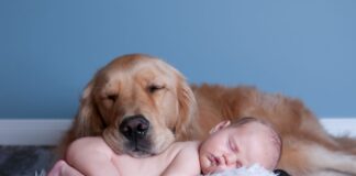 dogs with newborns