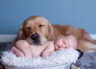Dogs With Newborns: 7 Tips for “Dog Meets Baby” & How to Safely Introduce Your Dog to Your Newborn Baby dogs with newborns