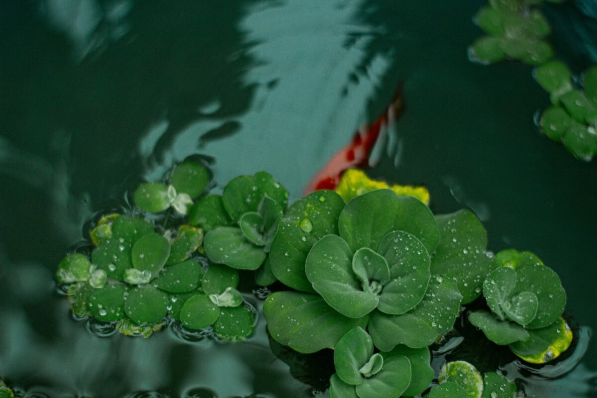 Edible Aquatic Plant Guide: Pond Vegetables &Amp; Water Plants 1 Daily Mom, Magazine For Families