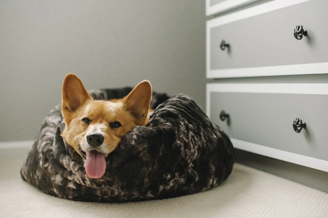 Popular Pet Supplies: The Best Dog And Cat Accessories And Products Trending In Pet Care 13 Daily Mom, Magazine For Families