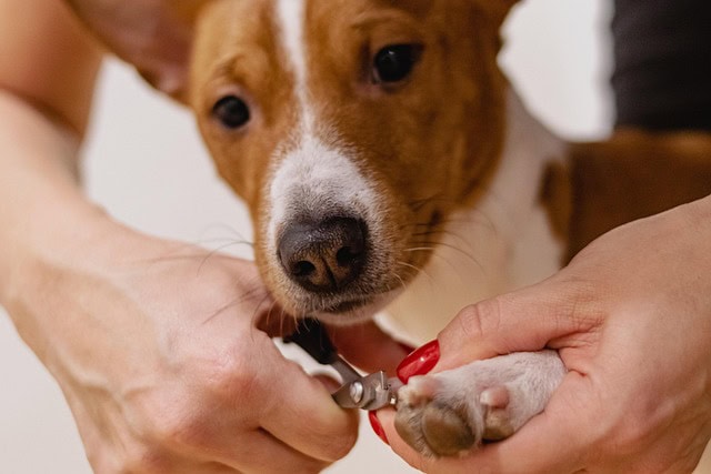 Caring Of Pets