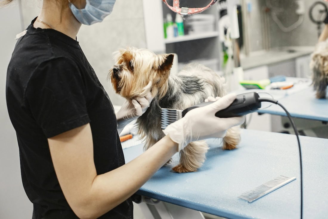 Caring Of Pets